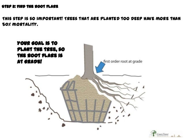 Tree Planting Best Practices A Review For Citizen Foresters