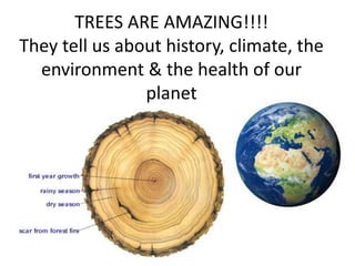 TREES ARE AMAZING!!!!
They tell us about history, climate, the
environment & the health of our
planet
 