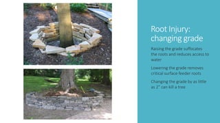 Tree preservation presentation (modified) | PDF