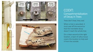 Tree preservation presentation (modified) | PPT