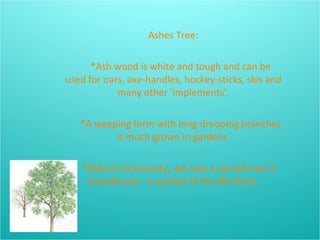 Ashes Tree: *Ash wood is white and tough and can be used for oars, axe-handles, hockey-sticks, skis and many other 'implements'. *A weeping form with long drooping branches is much grown in gardens. *Before Christianity, ash was a sacred tree in Scandinavia - a symbol of the life-force. 