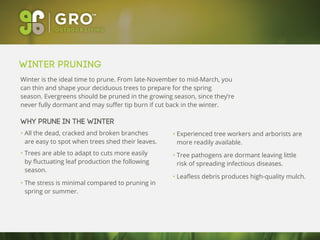tips for proper tree pruning
Winter Pruning
Winter is the ideal time to prune. From late-November to mid-March, you
can thin and shape your deciduous trees to prepare for the spring
season. Evergreens should be pruned in the growing season, since they’re
never fully dormant and may suﬀer tip burn if cut back in the winter.
Why prune in the winter
• All the dead, cracked and broken branches
are easy to spot when trees shed their leaves.
• Trees are able to adapt to cuts more easily
by ﬂuctuating leaf production the following
season.
• The stress is minimal compared to pruning in
spring or summer.
• Experienced tree workers and arborists are
more readily available.
• Tree pathogens are dormant leaving little
risk of spreading infectious diseases.
• Leaﬂess debris produces high-quality mulch.
 