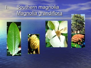 II.. SSoouutthheerrnn mmaaggnnoolliiaa 
MMaaggnnoolliiaa ggrraannddiifflloorraa 
 