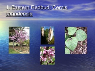 JJ.. EEaasstteerrnn RReeddbbuudd:: CCeerrcciiss 
ccaannaaddeennssiiss 
 