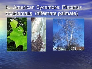 KK.. AAmmeerriiccaann SSyyccaammoorree:: PPllaattaannuuss 
oocccciiddeennttaalliiss (aalltteerrnnaattee ppaallmmaattee) 
 