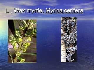 LL.. WWaaxx mmyyrrttllee:: MMyyrriiccaa cceerriiffeerraa 
