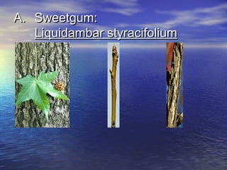 AA.. SSwweeeettgguumm:: 
LLiiqquuiiddaammbbaarr ssttyyrraacciiffoolliiuumm 
 