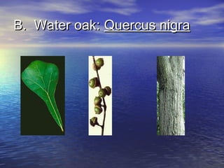 BB.. WWaatteerr ooaakk:: QQuueerrccuuss nniiggrraa 
 