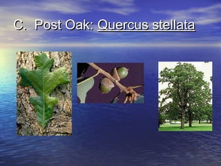 CC.. PPoosstt OOaakk:: QQuueerrccuuss sstteellllaattaa 
 