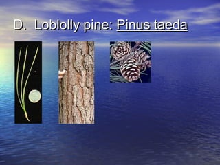 DD.. LLoobblloollllyy ppiinnee:: PPiinnuuss ttaaeeddaa 
 