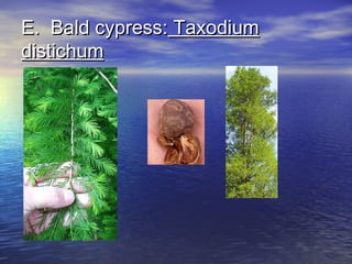 EE.. BBaalldd ccyypprreessss:: TTaaxxooddiiuumm 
ddiissttiicchhuumm 
 