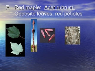FF.. RReedd mmaappllee:: AAcceerr rruubbrruumm 
Opposite leaves, red petioles 
 