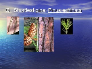 GG.. SShhoorrttlleeaaff ppiinnee:: PPiinnuuss eecchhiinnaattaa 
 