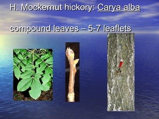 HH.. MMoocckkeerrnnuutt hhiicckkoorryy:: CCaarryyaa aallbbaa 
ccoommppoouunndd lleeaavveess –– 55--77 lleeaafflleettss 
 