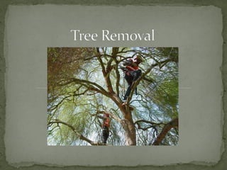 Tree removal http://nearlexingtonky.com