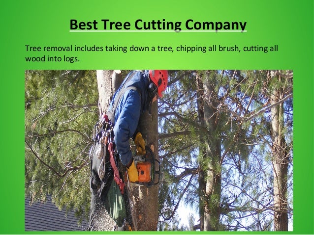 Expert Tree Removal Services in Fairfax VA