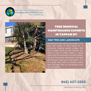 845) 627-2555
TREE REMOVAL
MAINTENANCE EXPERTS
IN TAPPAN NY
D&D TREE AND LANDSCAPE
Sometimes trees cannot be saved or are
just too close to the house or a
structure, making people uneasy. We
like to keep trees up and healthy, but
when a tree is rotten, dead, or dying
they must be removed for public safety.
We use the proper equipment and safe
techniques to get your trees down. If it
is a large tree, there is usually a little
lawn damage that our landscape crew
can remediate.
ddtreelandscaping.com
 