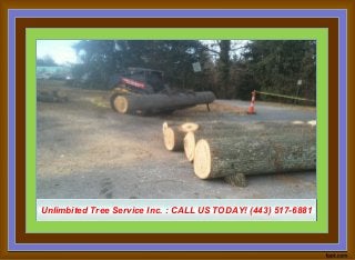 Unlimbited Tree Service Inc. : CALL US TODAY! (443) 517-6881Unlimbited Tree Service Inc. : CALL US TODAY! (443) 517-6881
 