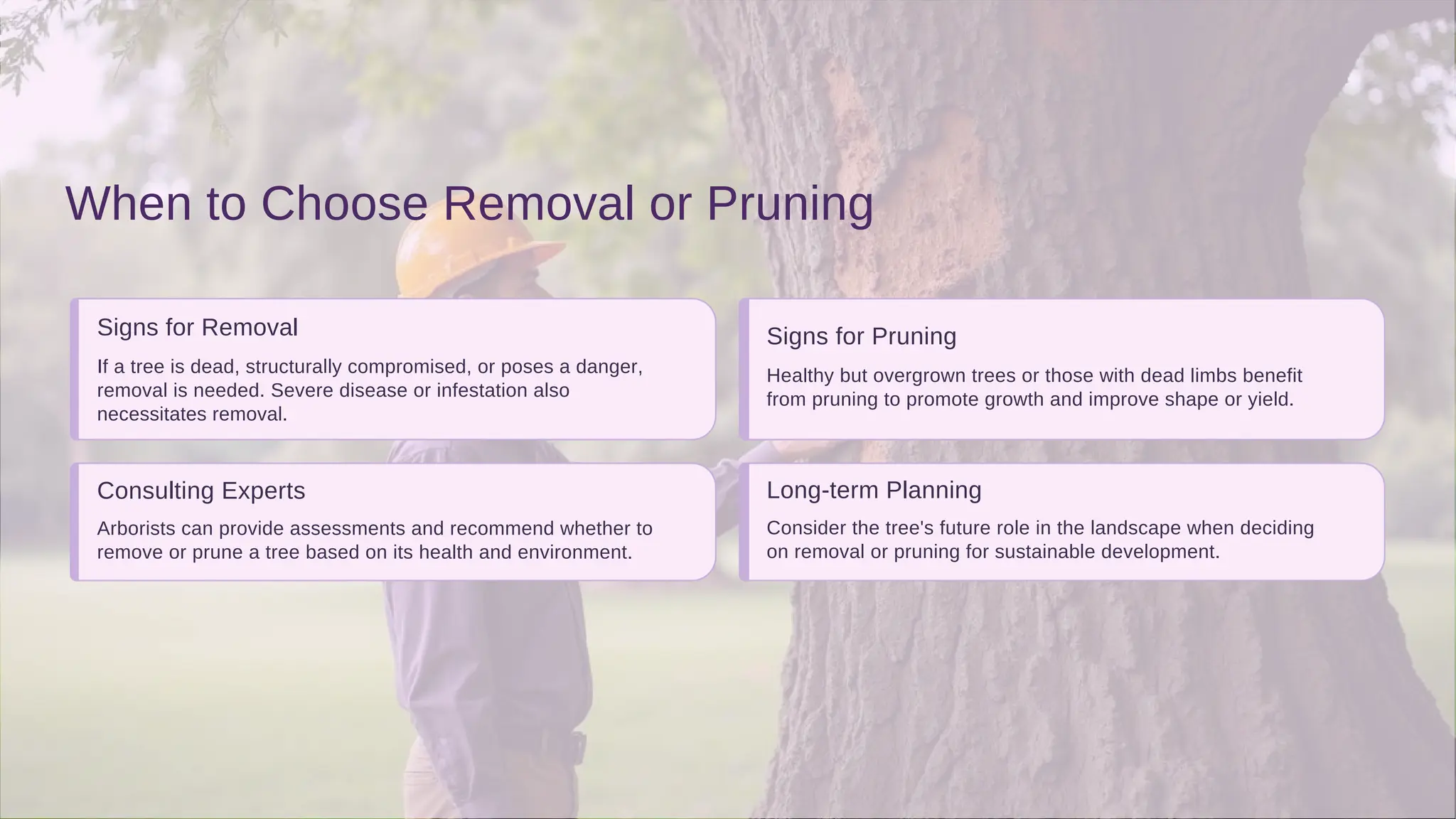 When to Choose Removal or Pruning
Signs for Removal
Consulting Experts
Signs for Pruning
Long-term Planning
necessitates removal.
removal is needed. Severe disease or infestation also
remove or prune a tree based on its health and environment.
If a tree is dead, structurally compromised, or poses a danger,
Arborists can provide assessments and recommend whether to
on removal or pruning for sustainable development.
from pruning to promote growth and improve shape or yield.
Healthy but overgrown trees or those with dead limbs benefit
Consider the tree's future role in the landscape when deciding
 