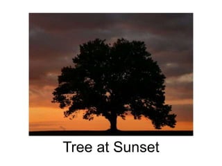 Tree at Sunset 