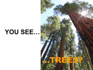 … TREES? YOU SEE… 