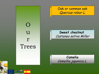 Oak or common oak
          Quercus robur L.


  O
  u       Sweet chestnut
        Castanea sativa Miller
  r
Trees
               Camelia
         Camellia japonica L.
 
