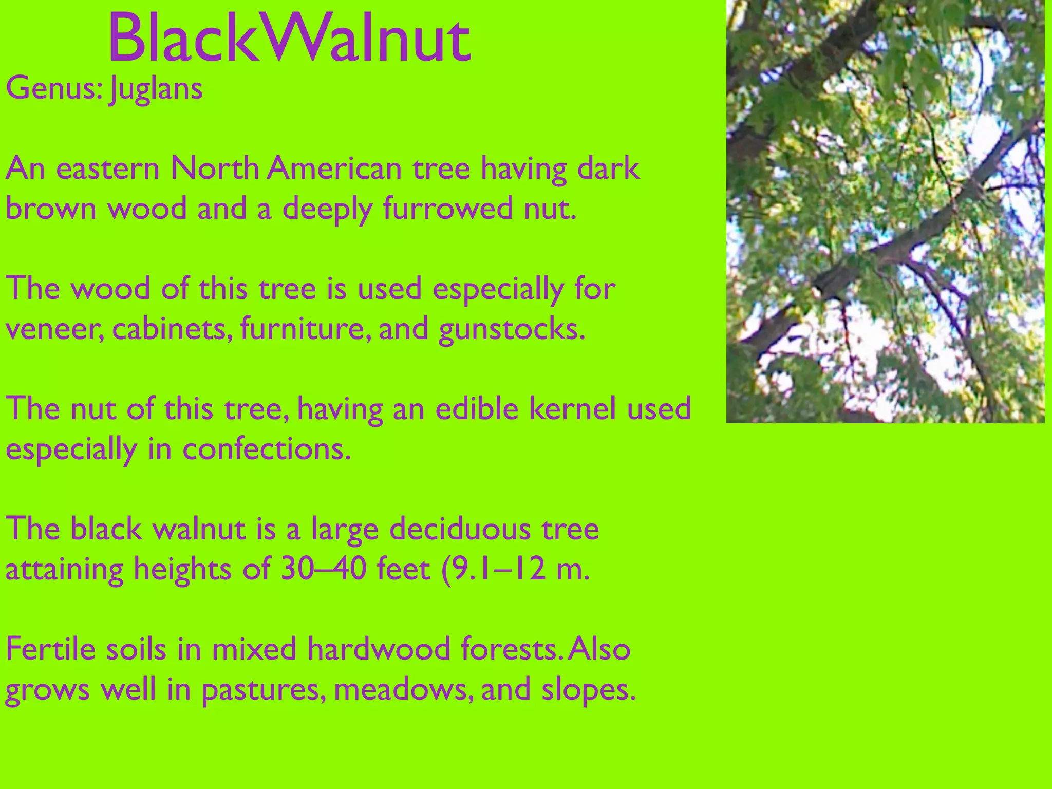 BlackWalnut
Genus: Juglans

An eastern North American tree having dark
brown wood and a deeply furrowed nut.

The wood of this tree is used especially for
veneer, cabinets, furniture, and gunstocks.

The nut of this tree, having an edible kernel used
especially in confections.

The black walnut is a large deciduous tree
attaining heights of 30–40 feet (9.1–12 m.

Fertile soils in mixed hardwood forests. Also
grows well in pastures, meadows, and slopes.
 