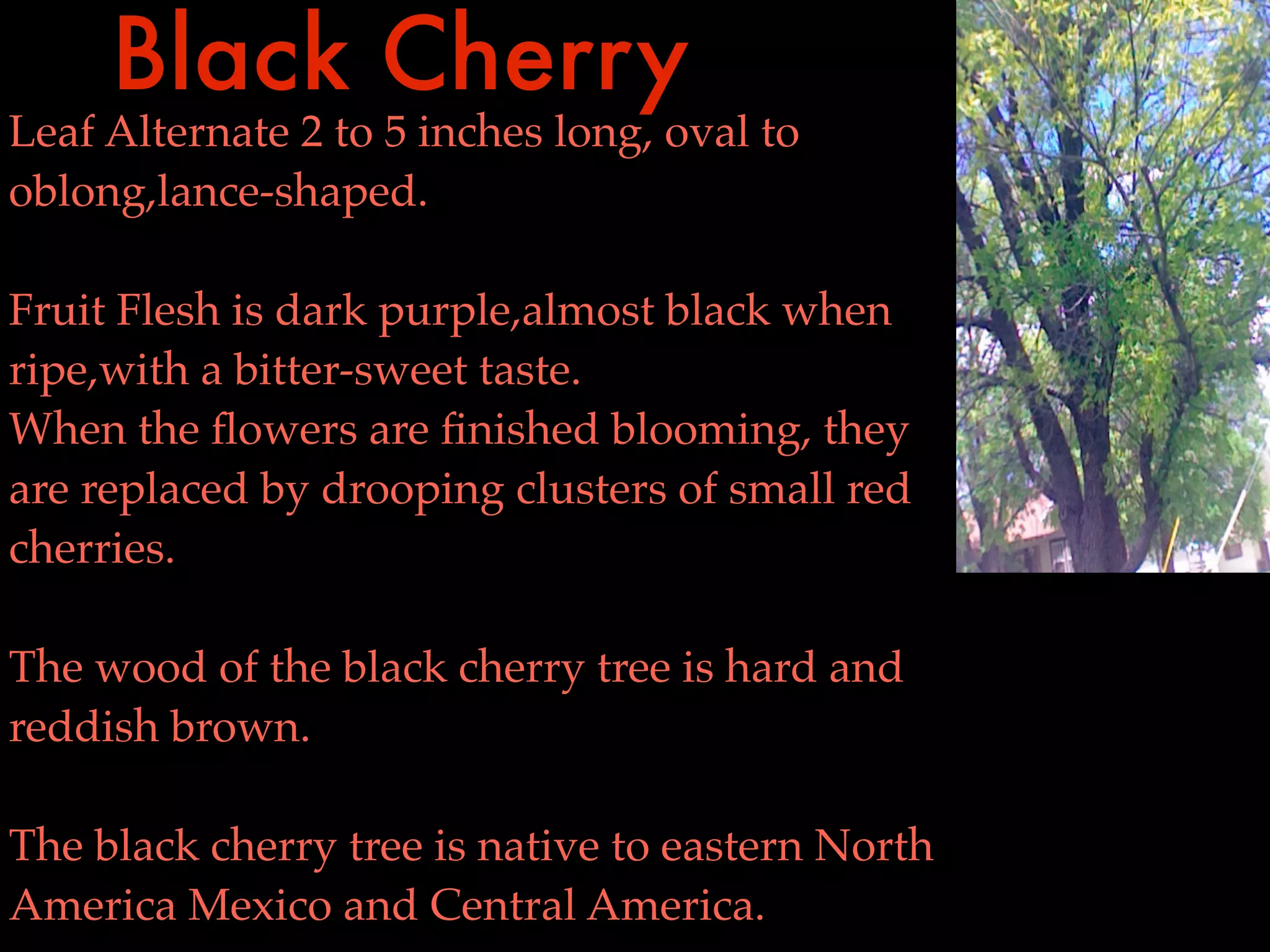 Black Cherry                            !
Leaf Alternate 2 to 5 inches long, oval to
oblong,lance-shaped.

Fruit Flesh is dark purple,almost black when
ripe,with a bitter-sweet taste.
When the ﬂowers are ﬁnished blooming, they
are replaced by drooping clusters of small red
cherries.

The wood of the black cherry tree is hard and
reddish brown.

The black cherry tree is native to eastern North
America Mexico and Central America.
 