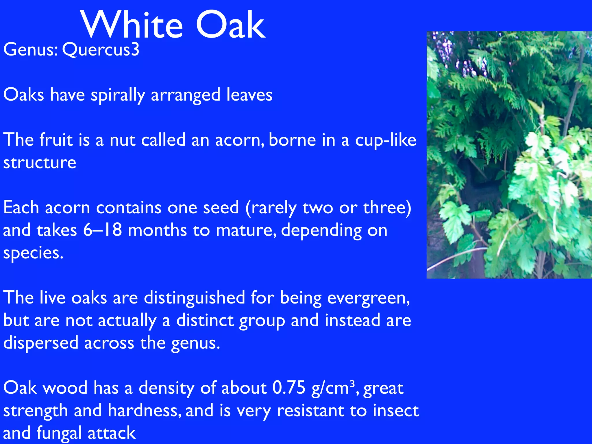 White Oak
Genus: Quercus3                                 !
Oaks have spirally arranged leaves

The fruit is a nut called an acorn, borne in a cup-like
structure

Each acorn contains one seed (rarely two or three)
and takes 6–18 months to mature, depending on
species.

The live oaks are distinguished for being evergreen,
but are not actually a distinct group and instead are
dispersed across the genus.

Oak wood has a density of about 0.75 g/cm³, great
strength and hardness, and is very resistant to insect
and fungal attack
 