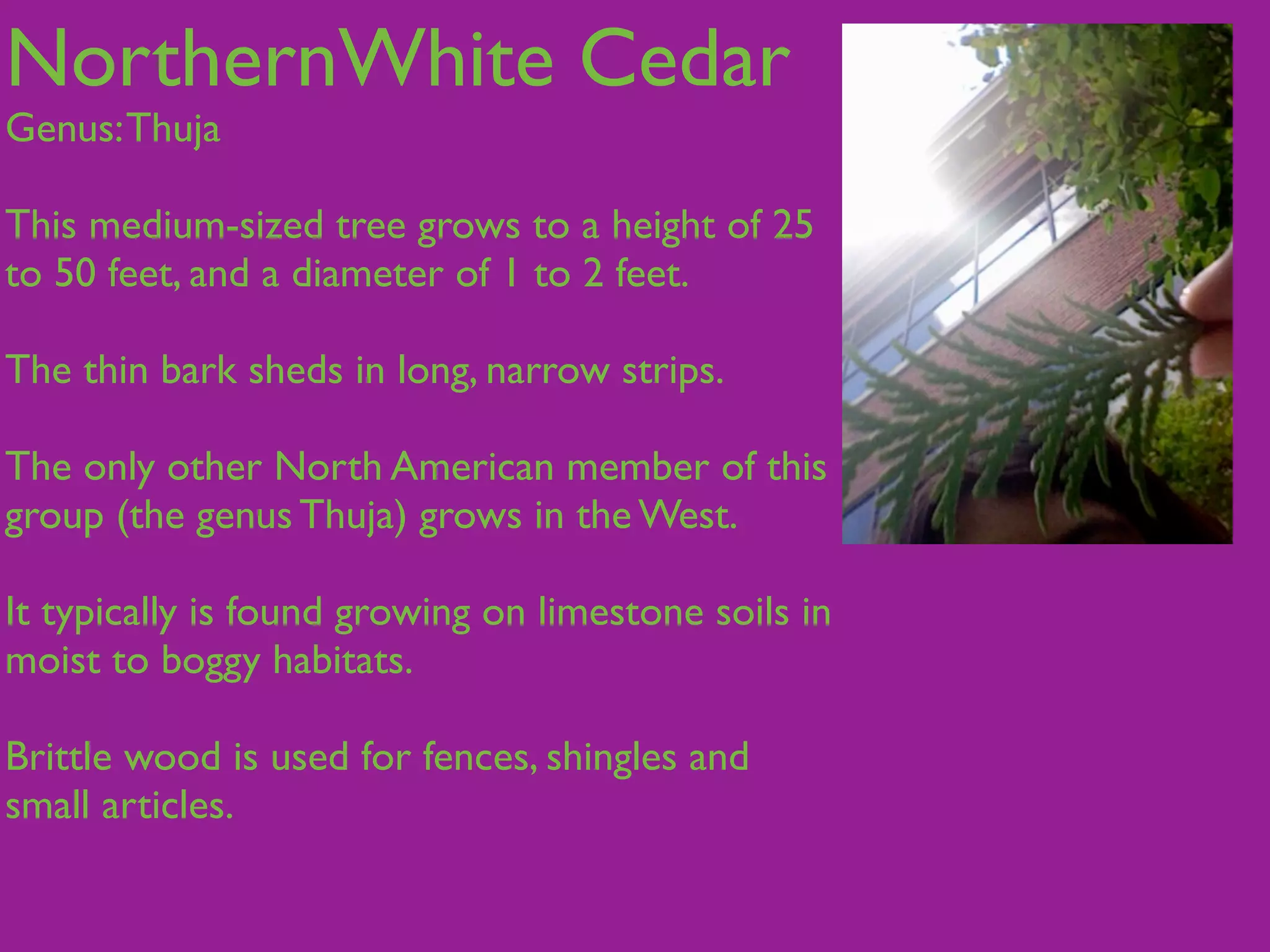 NorthernWhite Cedar
Genus: Thuja

This medium-sized tree grows to a height of 25
to 50 feet, and a diameter of 1 to 2 feet.

The thin bark sheds in long, narrow strips.

The only other North American member of this
group (the genus Thuja) grows in the West.

It typically is found growing on limestone soils in
moist to boggy habitats.

Brittle wood is used for fences, shingles and
small articles.
 