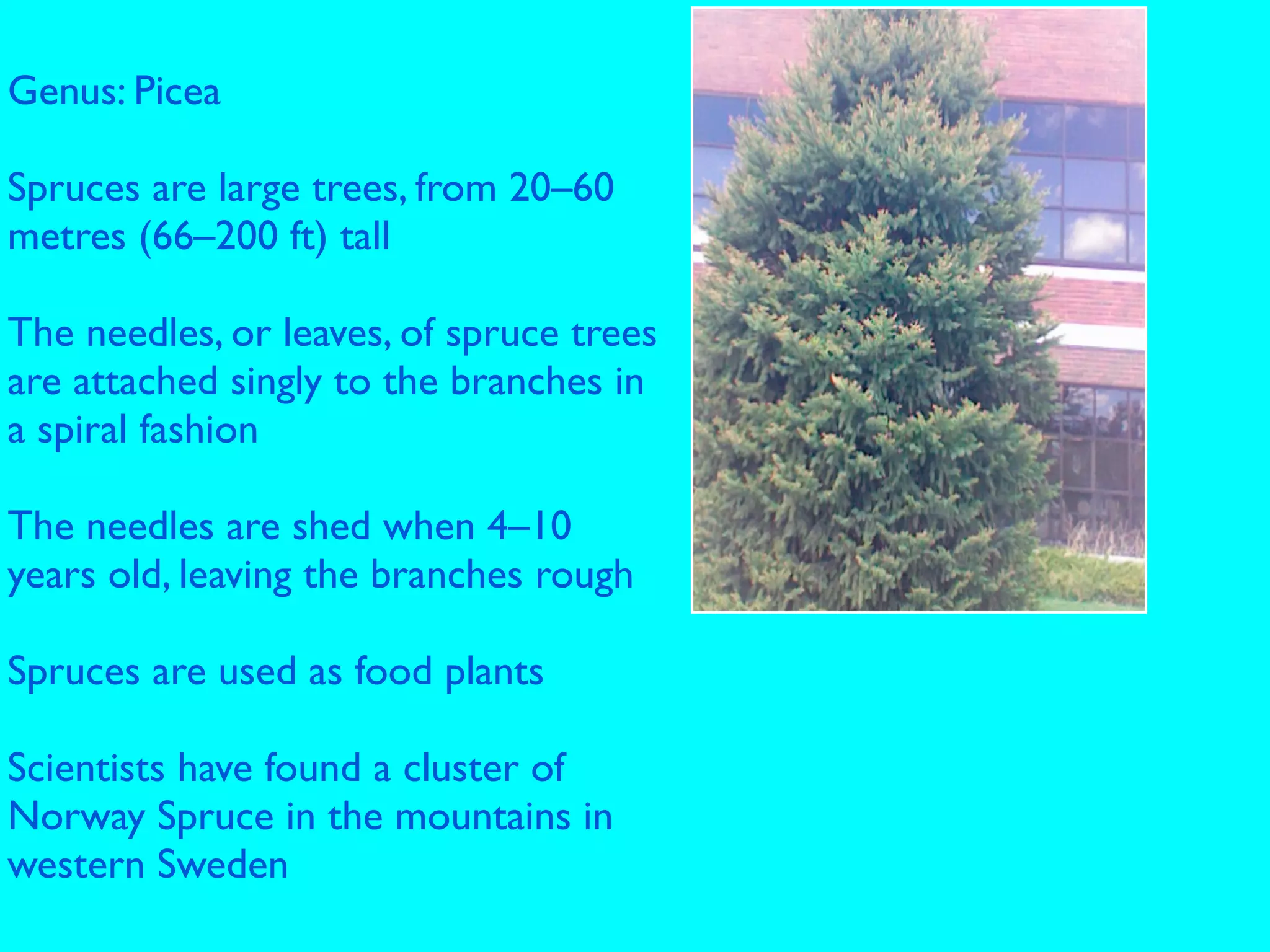 Genus: Picea
                                      !
Spruces are large trees, from 20–60
metres (66–200 ft) tall

The needles, or leaves, of spruce trees
are attached singly to the branches in
a spiral fashion

The needles are shed when 4–10
years old, leaving the branches rough

Spruces are used as food plants

Scientists have found a cluster of
Norway Spruce in the mountains in
western Sweden
 