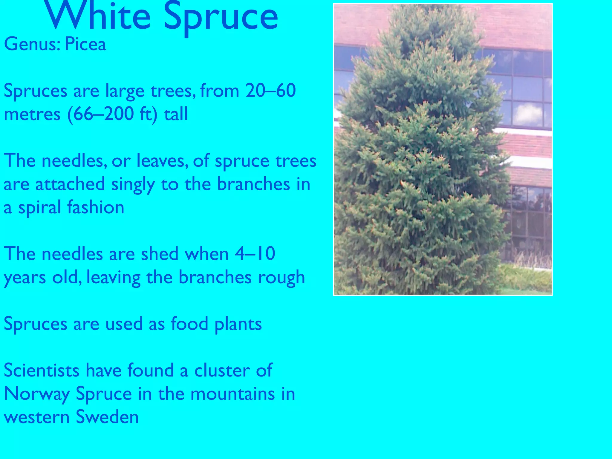 White Spruce
Genus: Picea
                                      !
Spruces are large trees, from 20–60
metres (66–200 ft) tall

The needles, or leaves, of spruce trees
are attached singly to the branches in
a spiral fashion

The needles are shed when 4–10
years old, leaving the branches rough

Spruces are used as food plants

Scientists have found a cluster of
Norway Spruce in the mountains in
western Sweden
 