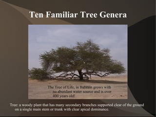Ten Familiar Tree Genera ,[object Object],[object Object]