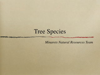 Tree Species
    Minarets Natural Resources Team
 