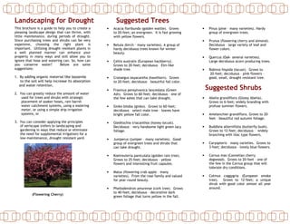 Landscaping for Drought                                 Suggested Trees
This brochure is a guide to help you to create a   •   Acacia floribunda (golden wattle). Grows        •    Pinus (pine – many varieties). Hardy
pleasing landscape design that can thrive, with        to 20-feet; an evergreen. It is fast growing         group of evergreen trees.
little maintenance, during periods of drought.         with yellow flowers.
Since purchasing trees and shrubs can be very                                                          •    Prunus (flowering cherry and almond).
expensive, choosing the right plant is             •   Betula (birch – many varieties). A group of          Deciduous – large variety of leaf and
important. Utilizing drought resistant plants in       hardy deciduous trees known for winter               flower colors.
a well planned manner can enhance your                 beauty.
property in many ways and still allow you to                                                           •    Quercus (Oak– several varieties).
ignore that hose and watering can. So, how can     •   Celtis australis (European hackberry).               Large deciduous acorn producing trees.
you conserve water?          Below are some            Grows to 20-feet; deciduous – Elm-like
suggestions:                                           shade tree.                                     •    Robinia hispida (locust). Grows to
                                                                                                             20-feet; deciduous – pink flowers –
1. By adding organic material like lassenite       •   Crataegus oxyacantha (hawthorn). Grows               good, small, drought resistant tree.
   to the soil will help increase its absorption       to 20-feet; deciduous – beautiful fall color.
  and water retention.
                                                   •   Fraxinus pensylvanica lanceolata (Green             Suggested Shrubs
2. You can greatly reduce the amount of water          Ash). Grows to 60-feet; deciduous – one of
    used for trees and shrubs with strategic           the few ashes that can take drought.            •    Abelia grandiflora (Glossy Abelia).
    placement of soaker hoses, rain barrel                                                                  Grows to 6-feet; widely branding with
    water catchment systems, using a watering      •   Ginko biloba (ginko). Grows to 60-feet;              profuse summer flowers.
    meter, or using a simple drip-irrigation           deciduous – select male tree – leaves have
    systems, or                                        bright yellow fall color.                       •    Amelanchier grandiflora. Grows to 20-
                                                                                                            feet – beautiful red autumn foliage.
3. You can consider applying the principles        •   Gleditschia triacanthos (honey-locust).
   of xeriscape (refers to landscaping and             Deciduous – very handsome light green lacy      •    Buddleia alternifolia (butterfly bush).
   gardening in ways that reduce or eliminate          foliage.                                             Grows to 12-feet; deciduous – widely
   the need for supplemental irrigation) for a                                                              branching with lilac type flowers.
   low-maintenance, drought resistant yard.        •   Juniperus (juniper – many varieties). Good
                                                       group of evergreen trees and shrubs that        •    Caryopteris – many varieties. Grows to
                                                       can take drought.                                    3-feet; deciduous – lovely blue flowers.

                                                   •   Koelreuteria paniculata (golden rain tree).     •    Cornus mas (Connelian cherry
                                                       Grows to 25-feet; deciduous – yellow                 dogwood). Grows to 20-feet – one of
                                                       flowers and interesting fruit capsules.              the few in the Cornus group that will
                                                                                                            tolerate dry conditions.
                                                   •   Malus (flowering crab apple – many
                                                       varieties). From the rose family and valued     •    Cotinus coggygria (European smoke
                                                       for year-round beauty.                               tree). Grows to 12-feet; a unique
                                                                                                            shrub with good color almost all year
                                                   •   Phellodendron amurense (cork tree). Grows            around.
                                                       to 40-feet; deciduous – decorative dark
           (Flowering Cherry)
                                                       green foliage that turns yellow in the fall.
 