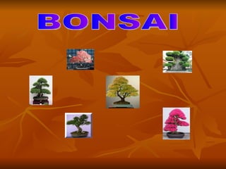 Trees | PPT