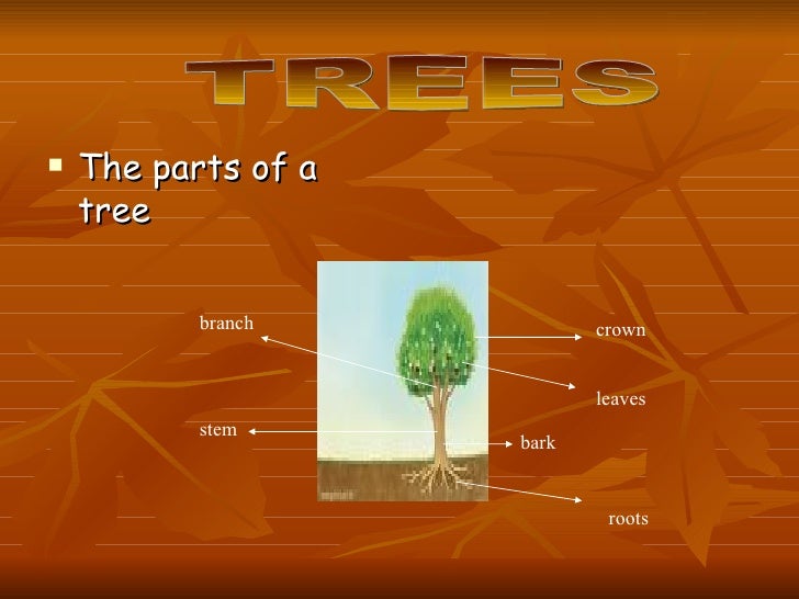 Trees