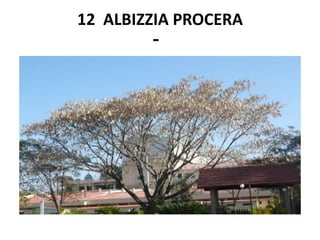12 ALBIZZIA PROCERA
         -
 