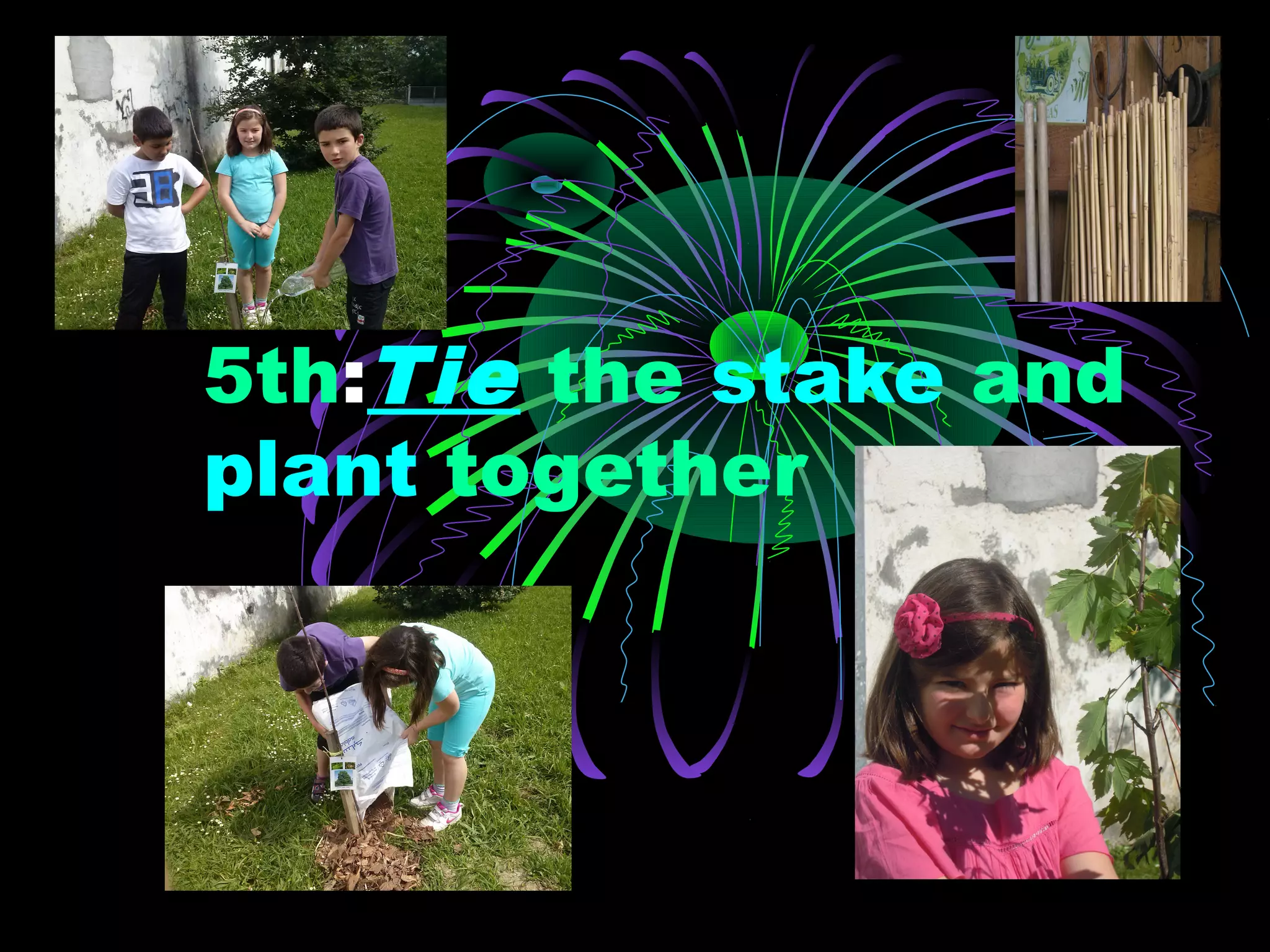 5th:Tie the stake and
plant together