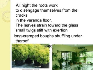 All night the roots work
to disengage themselves from the
cracks
in the veranda floor.
The leaves strain toward the glass
small twigs stiff with exertion
long-cramped boughs shuffling under
theroof
like newly discharged patients
half-dazed, moving
to the clinic doors.

 
