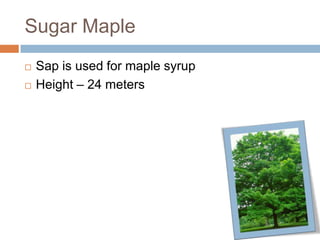 Sugar Maple
 Sap is used for maple syrup
 Height – 24 meters
 