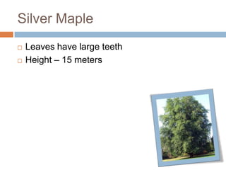 Silver Maple
 Leaves have large teeth
 Height – 15 meters
 
