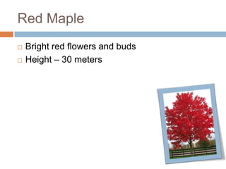 Red Maple
 Bright red flowers and buds
 Height – 30 meters
 