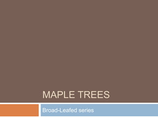 MAPLE TREES
Broad-Leafed series
 