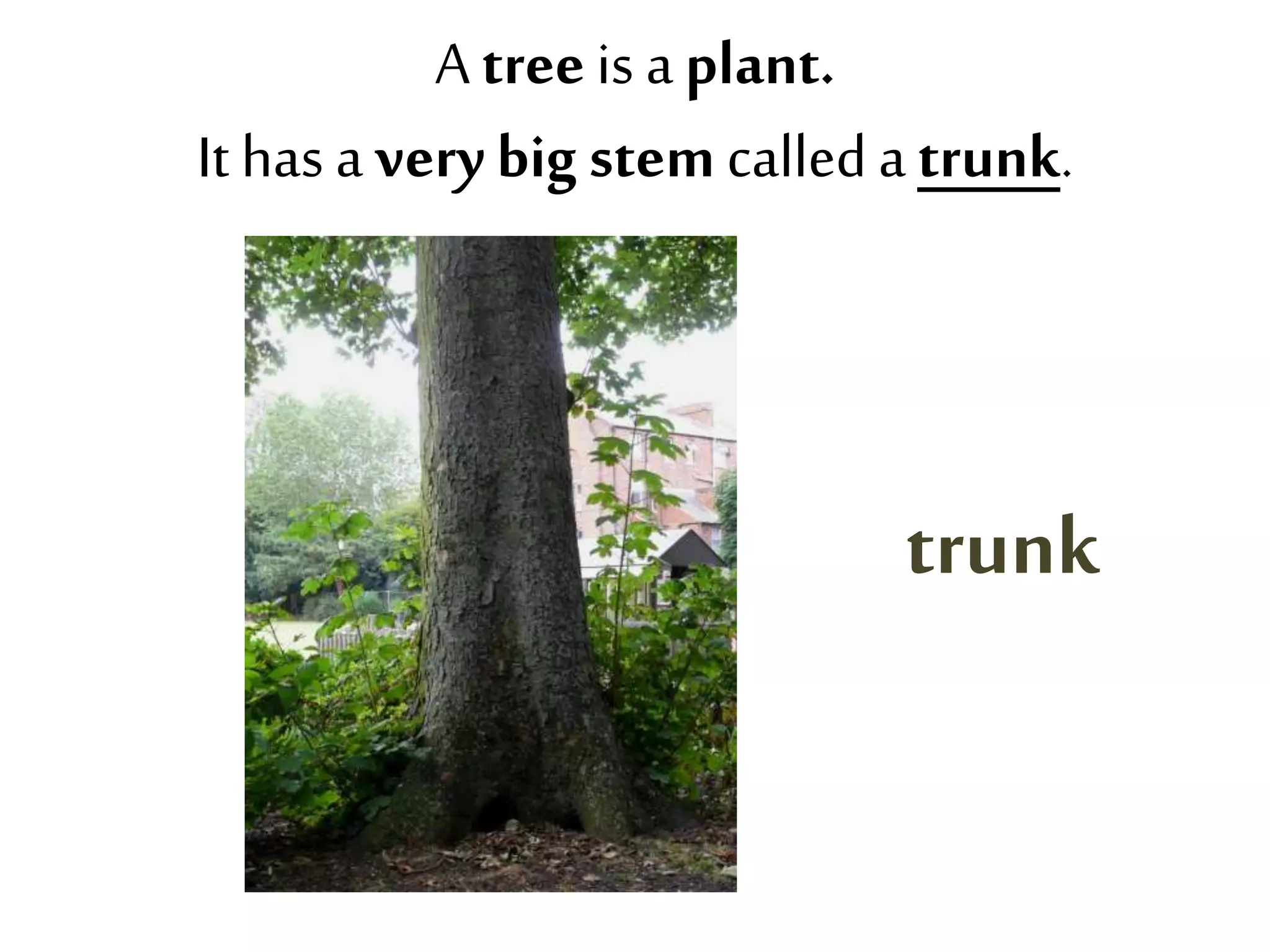 Atreeis aplant.
Ithas a verybig stemcalledatrunk.
trunk
 