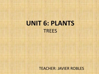 UNIT 6: PLANTS
TREES
TEACHER: JAVIER ROBLES
 