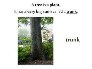Atreeis aplant.
Ithas a verybig stemcalledatrunk.
trunk
 