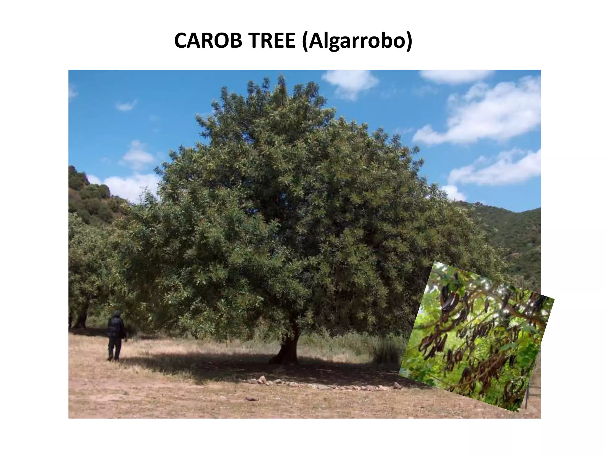 CAROB TREE (Algarrobo)
 