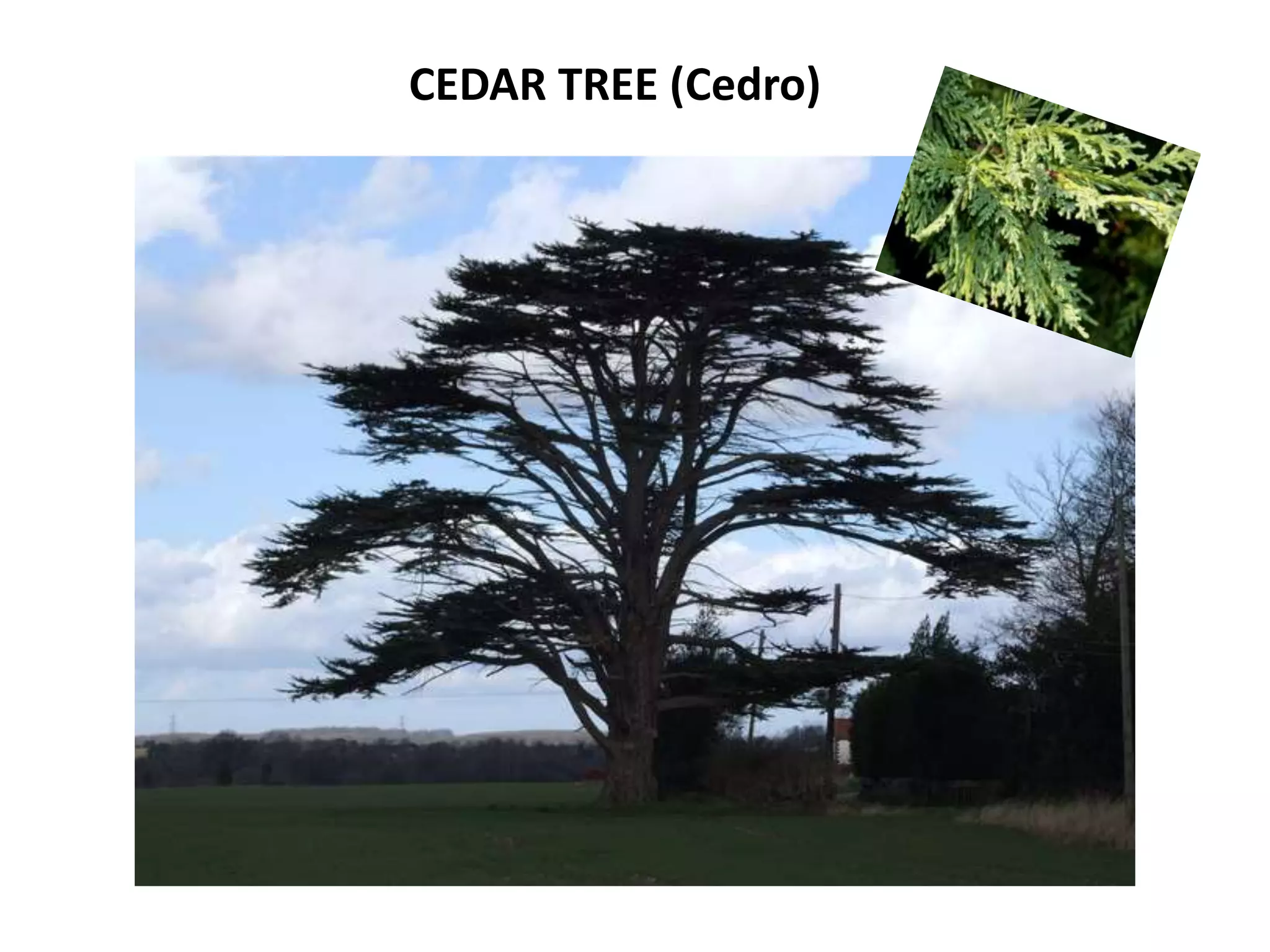 CEDAR TREE (Cedro)
 