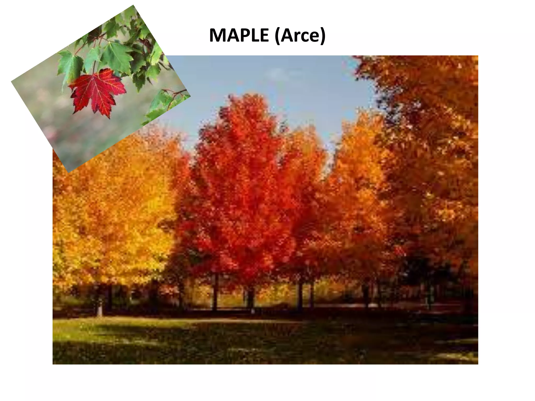 MAPLE (Arce)
 